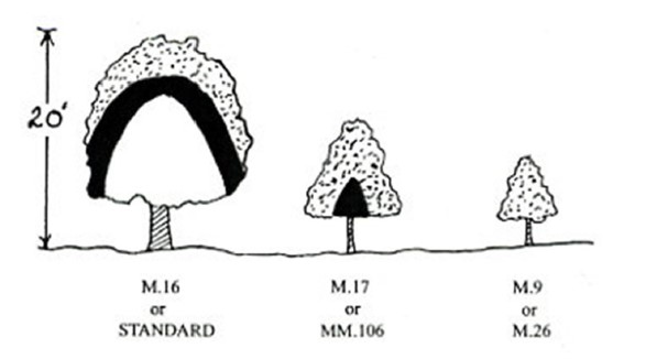 Illustration of three different apple tree sizes.
